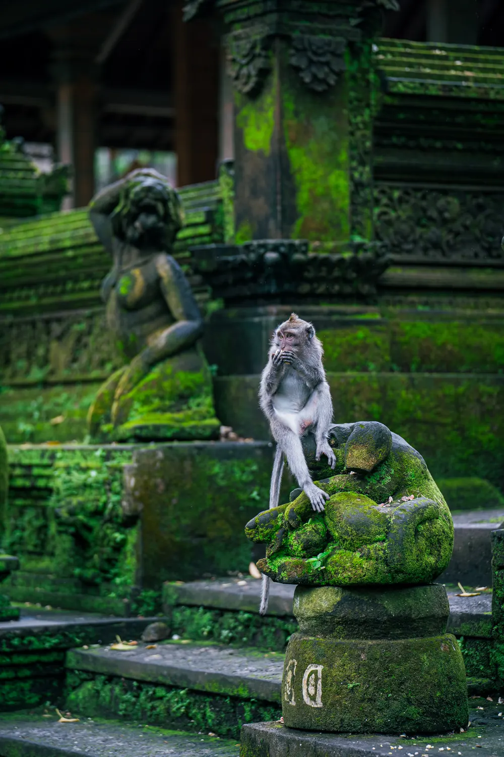 Monyet duduk di atas patung batu berlumut di pura, preset Digicam CCD 01