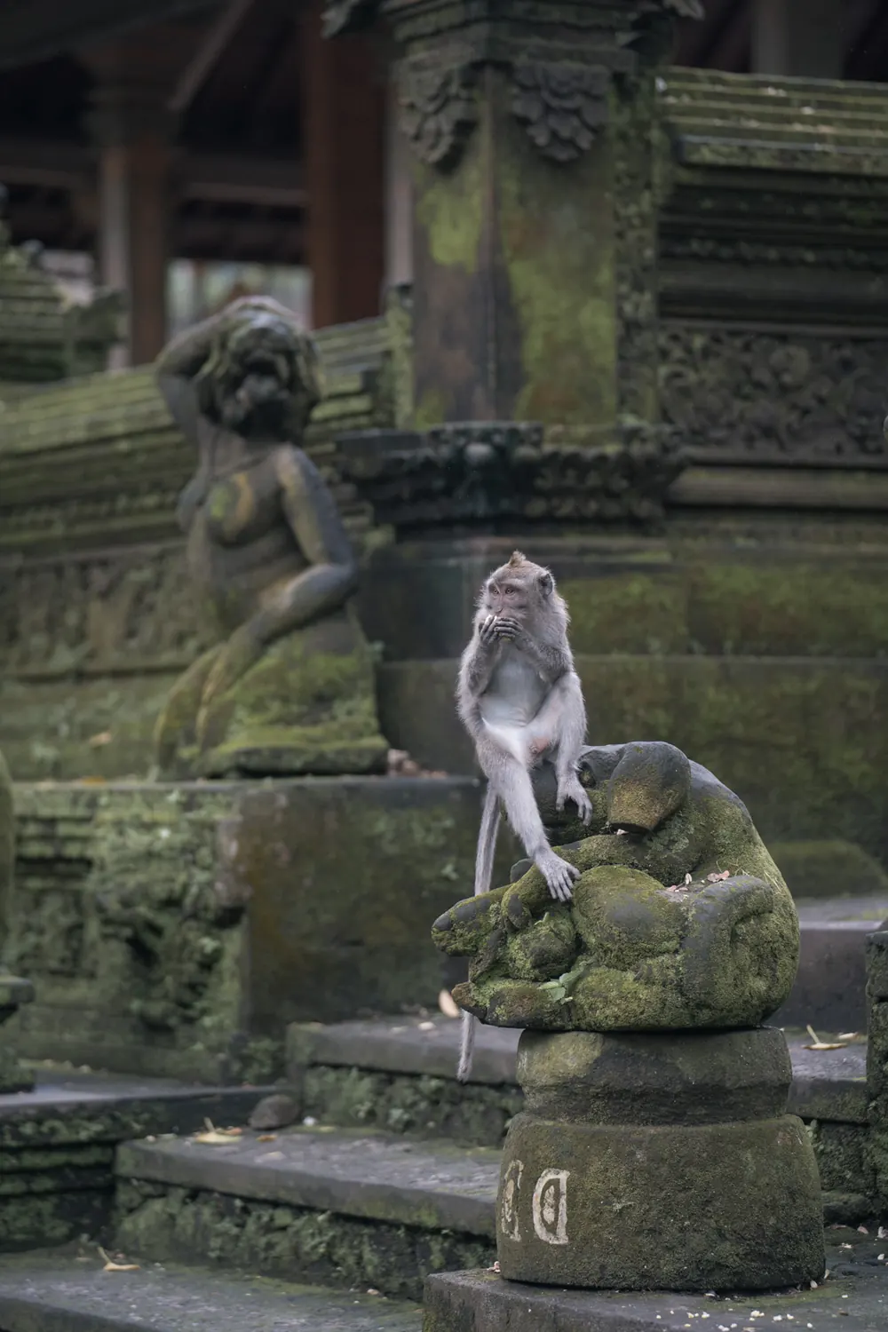 Monyet duduk di atas patung batu berlumut di pura, preset Fuji Classic 01
